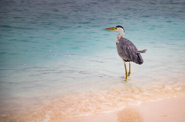 great Blue Heron by the sea