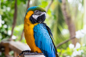 beautiful Blue-and-Yellow Macaw in rainforest