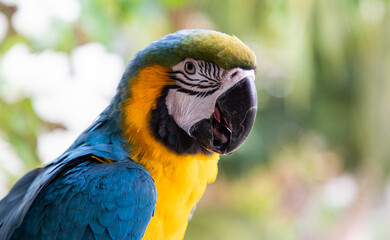 beautiful Blue-and-Yellow Macaw in rainforest
