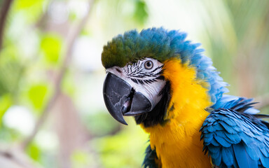 beautiful Blue-and-Yellow Macaw in rainforest