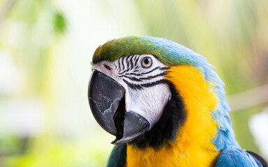 beautiful Blue-and-Yellow Macaw in rainforest