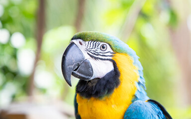 beautiful Blue-and-Yellow Macaw in rainforest