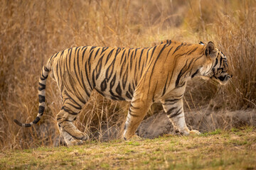 Fototapeta na wymiar wild male bengal tiger or panthera tigris tigris side profile or closeup view to identify or match stripes pattern of an individual tiger at bandhavgarh national park forest madhya pradesh india asia