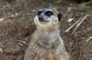 Close up portrait of a meerkat (Suricata suricatta) with a defocused background