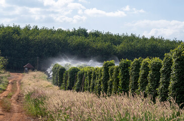 Plantation de poivrier , province du Ranatakiri, Cambodge