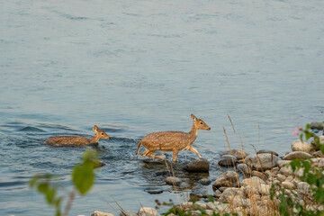 spotted deer or chital or axis deer family in herd or group crossing ramganga river at dhikala jim...