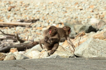 日本の伊豆半島に生息する野生のニホンザル