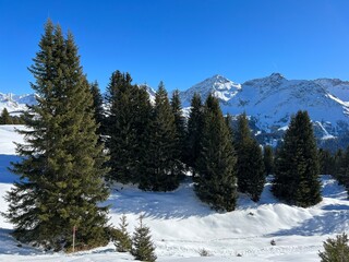 Picturesque canopies of alpine trees in a typical winter atmosphere in the Swiss Alps and over the tourist resort of Arosa - Canton of Grisons, Switzerland (Schweiz)