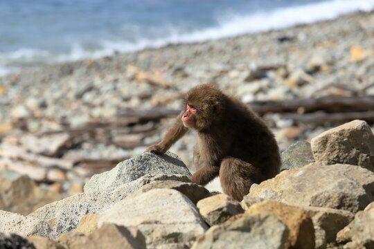 There are many wild Japanese monkeys lives at Izu in Japan.