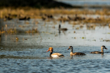 male Red crested pochard or Netta rufina focused and females are defocused in natural scenic landscape background at wetland of keoladeo national park or bharatpur bird sanctuary rajasthan india asia