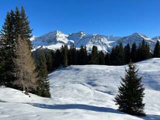 Picturesque canopies of alpine trees in a typical winter atmosphere in the Swiss Alps and over the tourist resort of Arosa - Canton of Grisons, Switzerland (Schweiz)