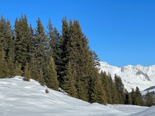 Picturesque canopies of alpine trees in a typical winter atmosphere in the Swiss Alps and over the tourist resort of Arosa - Canton of Grisons, Switzerland (Schweiz)