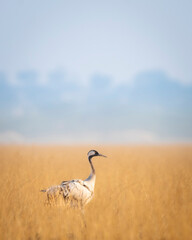Fototapeta premium Demoiselle crane or Grus virgo in scenic landscape or open grassland field of Tal Chhapar sanctuary rajastan India asia