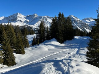 Picturesque canopies of alpine trees in a typical winter atmosphere in the Swiss Alps and over the tourist resort of Arosa - Canton of Grisons, Switzerland (Schweiz)