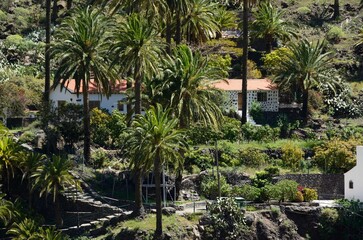 Fototapeta na wymiar Palmeras en Valle Gran Rey, La Gomera