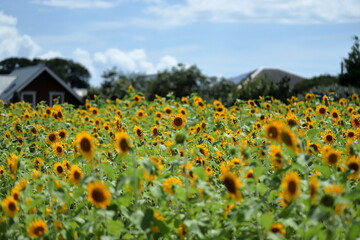 Sunflowers are usually tall annual or perennial plants that grow to a height of 300 centimetres or...