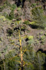 Flor de agave en Valle Gran Rey, La Gomera