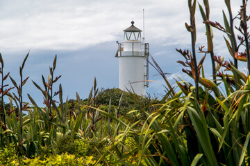 Cape Foulwind Lighthouse in New Zealand seen through endemic foliage