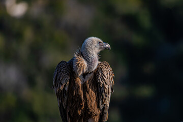 close up of a vulture