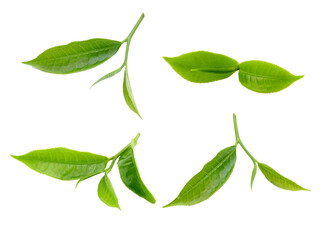 Obraz premium tea leaf isolated on transparent png