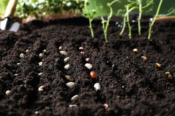 Rows with different seeds in fertile soil. Vegetable growing