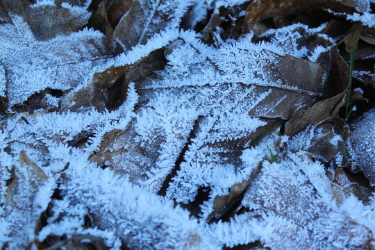 Nieve sobre oja