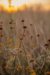 grass in the wind