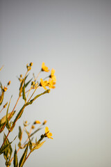 yellow flowers on a branch
