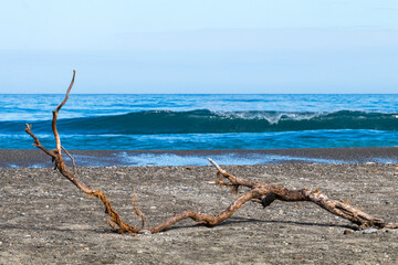 Flotsam, lonely tree branch on the beach near Punakaiki, New Zealand