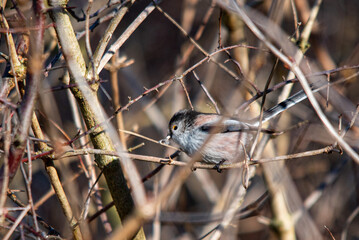 Closeup of a long-tailed tit or long-tailed bushtit, Aegithalos caudatus, bird foraging in a forest during Winter. A tiny round-bodied tit with a short, stubby bill and a very long, narrow tail.