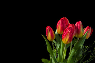 A bouquet of fresh bright red, yellow and green tulips in a vase against a black background with empty space.
