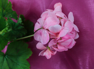 Fototapeta na wymiar Natural pink narcissus flower in vibrant pink silkie background