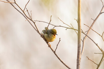 Long billed bernier in the forest on Madagascar. Bernier madagascariensis singing on the branch. Wildlife on the Madagascar.