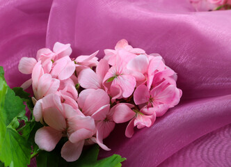 Natural pink narcissus flower in vibrant pink silkie background