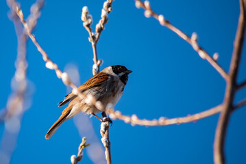 Common Reed Bunting - Emberiza schoeniclus - Rietgors