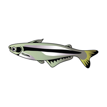 recommend clip art: set of catfish isolated on white background