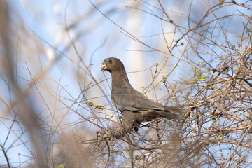Lesser vasa parrot in the Madagascar's wood. Black parrot is searching for food. Gray parrot on the branch . Wildlife in Madagascar.