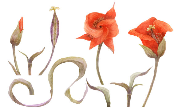 Watercolor set of Calochortus kennedyi flowers