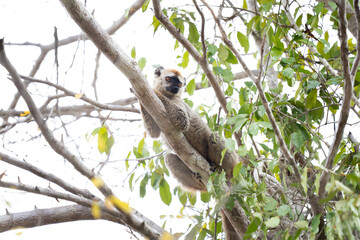 Red fronted lemur in the Madagascar's wood take a rest. Brown lemur is lying in treetop. Wildlife in Madagascar. 