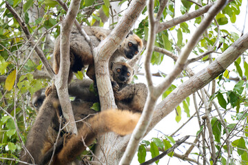 Red fronted lemur in the Madagascar's wood take a rest. Brown lemur is lying in treetop. Wildlife in Madagascar.  © prochym