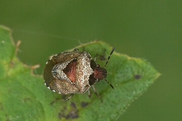 Closeup of and adult woundwort shieldbug, Stagonomus venustissimus sitting on a green leaf