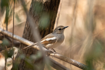 Madagascar magpie robin in the Madagascar's wood. Copsychus albospecularis is searching for food. Small brown bird with white strip on the wings on the branch. Wildlife in Madagascar.