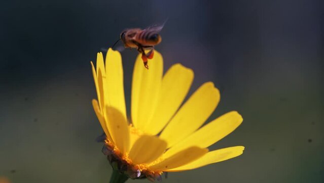 Bee On A Yellow Flower