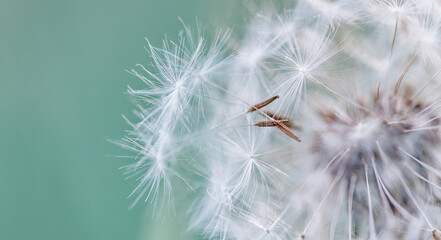 Closeup of dandelion on natural background. Bright calming delicate nature details. Inspirational...