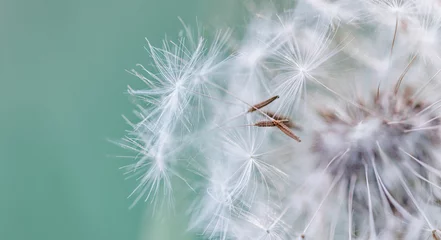 Poster Closeup of dandelion on natural background. Bright calming delicate nature details. Inspirational nature concept, soft blue and green blurred bokeh background. Idyllic soft foliage tranquil banner © icemanphotos