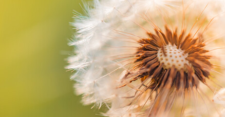 Closeup of dandelion on natural background. Bright calming delicate nature details. Inspirational nature concept, soft blue and green blurred bokeh background. Idyllic soft foliage tranquil banner