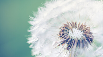 Closeup of dandelion on natural background. Bright calming delicate nature details. Inspirational nature concept, soft blue and green blurred bokeh background. Idyllic soft foliage tranquil banner