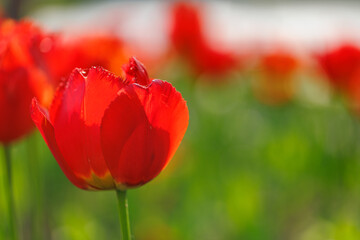 Obraz premium Beautiful floral background of bright red tulips blooming in garden park, sunny spring day. Green blurred foliage, artistic nature closeup. Calming flowers, romance love valentines day, mothers day