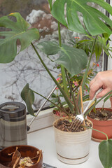 Woman's hand with a table fork loosens the soil of a houseplant Monstera in a flower pot