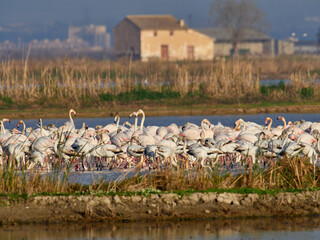 Greater flamingos,  Phoenicopterus roseus, in the marsh of the Albufera of Valencia